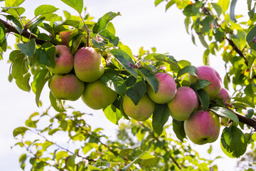 Mouth-watering ripe varietal apples ripened on the garden plot. Apples on the apple tree. Fruit.