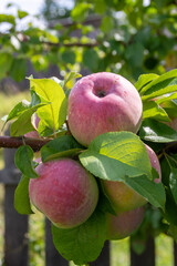 Mouth-watering ripe varietal apples ripened on the garden plot. Apples on the apple tree. Fruit.