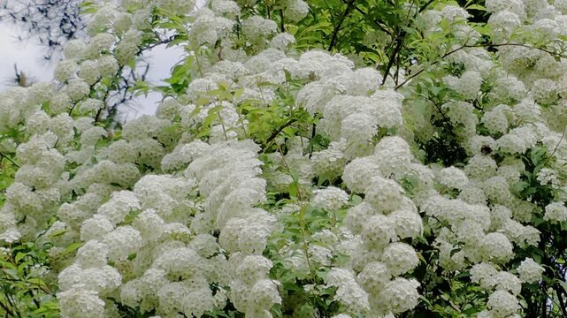 한국,식물,꽃,나무,꼬리조팝나무,Korea, plants, flowers, trees,Willow-leaf spirea 