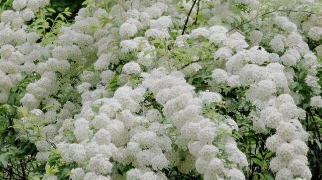 한국,식물,꽃,나무,꼬리조팝나무,Korea, plants, flowers, trees,Willow-leaf spirea 