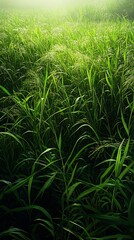 Obraz premium Lush green grass swaying gently in a serene environment.