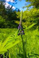 A purple lupine proudly stands amidst lush green grass under a bright blue sky. This vertical shot conveys the freshness of a summer day and the picturesque beauty of wild nature.