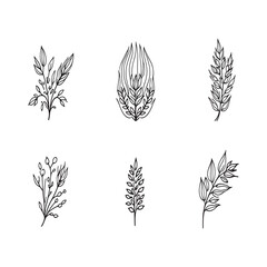Flaxseed hand drawn botanical sketch illustration