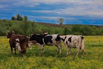 Several cows graze in a blooming meadow under a cloudy sky, creating a rural landscape. The animals...
