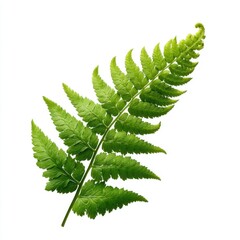 Single green fern leaf isolated on white background