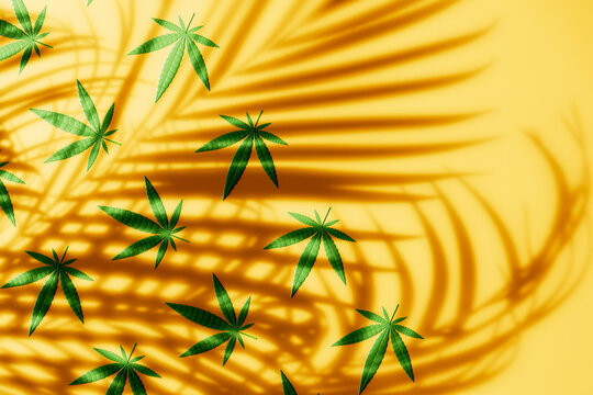 3D render of cannabis leaves with strong palm leaf shadows on an orange background