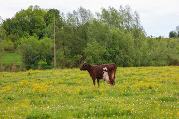 A cow grazes in a green meadow covered with yellow flowers. The animal stands peacefully amidst the...