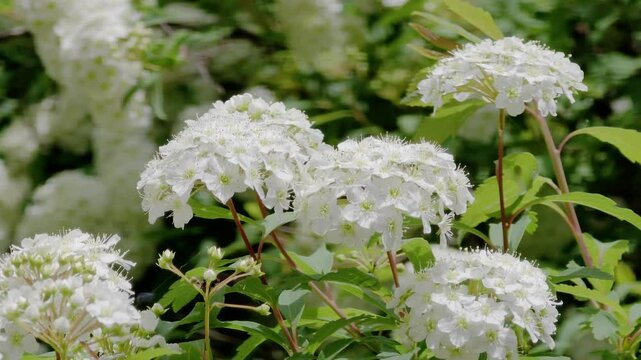 한국,식물,꽃,나무,꼬리조팝나무,Korea, plants, flowers, trees,Willow-leaf spirea 