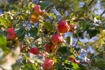 Mouth-watering ripe varietal apples ripened on the garden plot. Apples on the apple tree. Fruit.