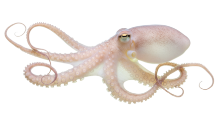 Pale pink octopus with curled tentacles isolated on white background