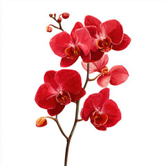 Fototapeta premium Stunning Red Orchid Illustration , isolated on white background png