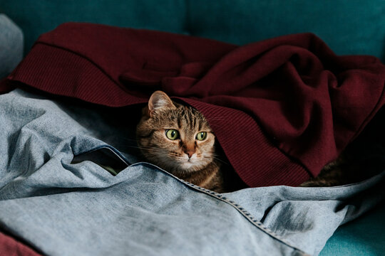Domestic cat hiding under laundry on a couch indoors