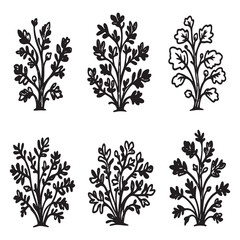 Fresh Dill Herb Illustration Hand Drawn Line Art Vector