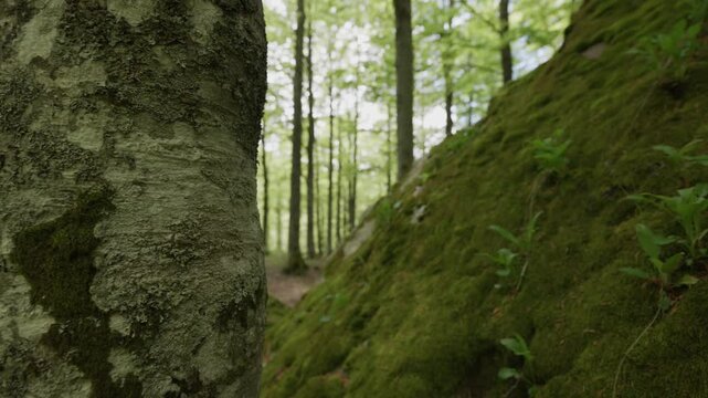 FORESTA DI FAGGI IN APPENNINO
