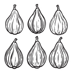 Fresh ripe figs in minimal line art style