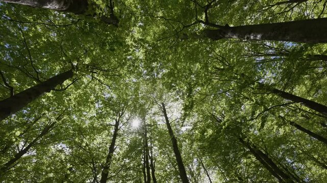 FORESTA DI FAGGI IN APPENNINO
