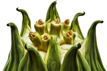 Closeup of a Unique Succulent Plant with Spiky Green Leaves and Textured Surface on a Transparent Background