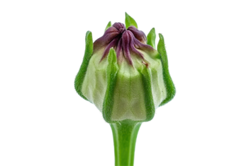 Intricate Closeup Of A Green Flower Bud With Purple Hues On A Transparent Background