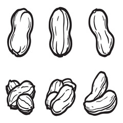 groundnut peanut line art vector illustration simple design