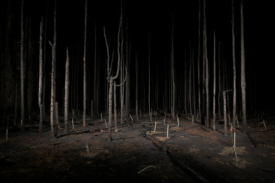 Burnt forest landscape at night in the Netherlands during a period of prolonged drought