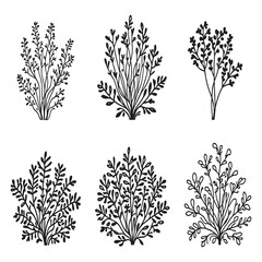 Hand drawn Azolla floating fern vector outline artwork © Arafat