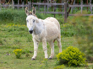 Ein heller Provence-Esel in der Seitenansicht auf einer grünen Weide stehend