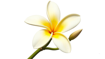 Naklejka premium plumeria flowers cluster isolated on transparent background 