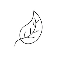Leaf Vector icon