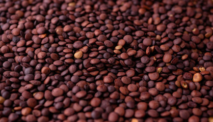 Organic uncooked seeds dark red brown lentils.