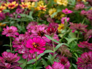 Obraz premium profusion zinnia&nbsp;flower in summer meadow .