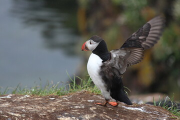Atlantische papegaaiduiker in IJsland