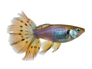 guppy fish, isolated on white background.