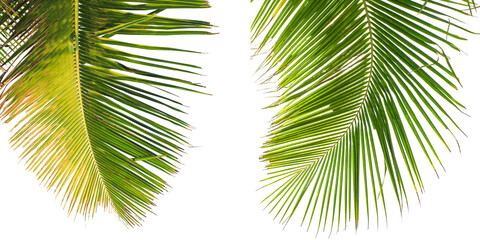 coconut palm tree isolated on white background