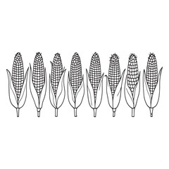 hand drawn style corn ear vector line art