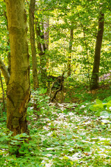 green beech forest in summer. outdoor adventure. primeval woods of transcarpathia on a sunny day. beautiful nature background. deciduous woodland