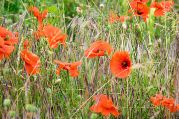 field with red poppy flowers in summer. floral nature background in bloom on the green rural meadow.