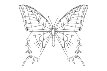 vector realistic butterfly. Cartoon black and white clip art isolated on transparent background. Hand drown design element.
