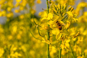 Fototapeta premium ape su fiori di colza