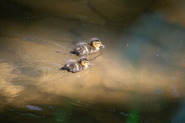 Baby Ducks swimming together 