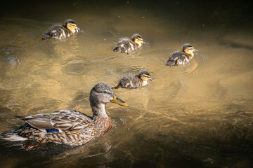 Ducks swimming with their mother
