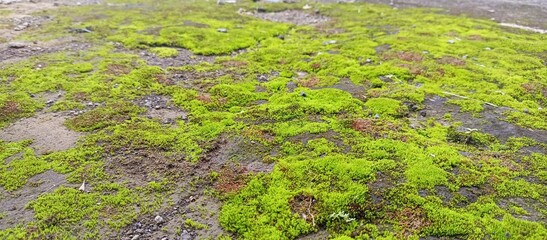 Lush Green Moss and Lichen Textured Ground Pattern