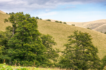 hills of Svydovets ridge behind the beech forest. distant grassy hillside. beautiful scenery of Carpathian mountains, Ukraine