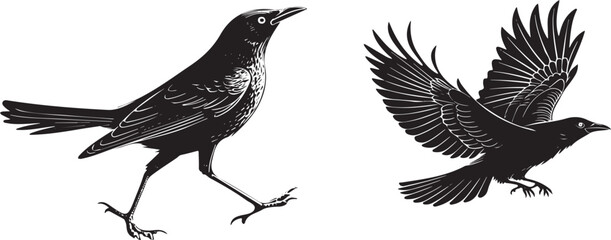 Black bird silhouette vector design with white background 