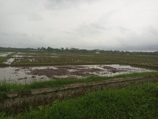 Expansive Green Rice Fields under Cloudy Sky