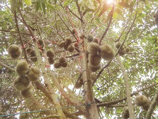 Close up of durians hanging on the tree