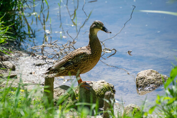 A portrait of a female duck