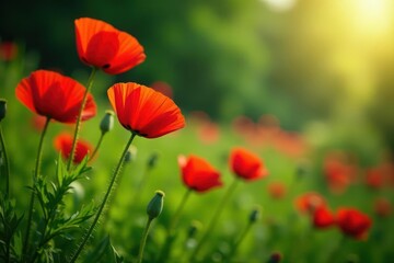 Obraz premium Crimson poppies blooming amidst lush green foliage, flora, wallpaper, vibrant