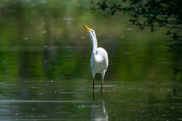 heron marsh bird fishing fish or amphibians in marshes lakes and rivers in europe