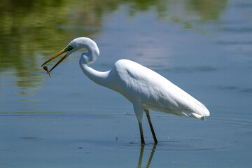 heron marsh bird fishing fish or amphibians in marshes lakes and rivers in europe