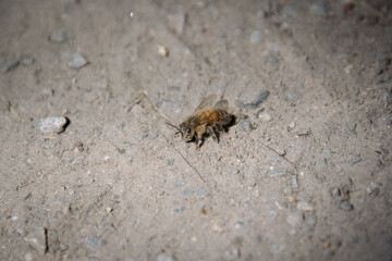 A close up shot of a Africanized bee